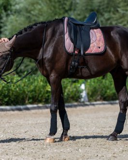 Schabracke – Savona –