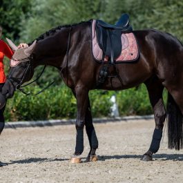 Schabracke – Savona –